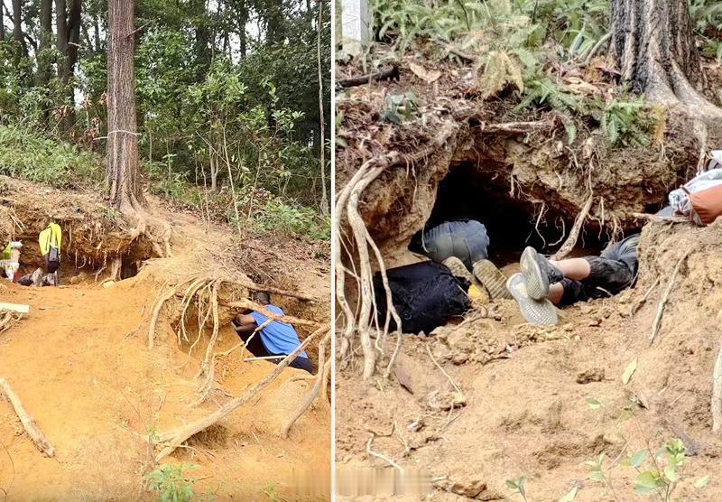 亲子户外团私挖水晶掏空大树根部打着“研学”的幌子。广州暹岗大山遭人私挖水晶破坏3