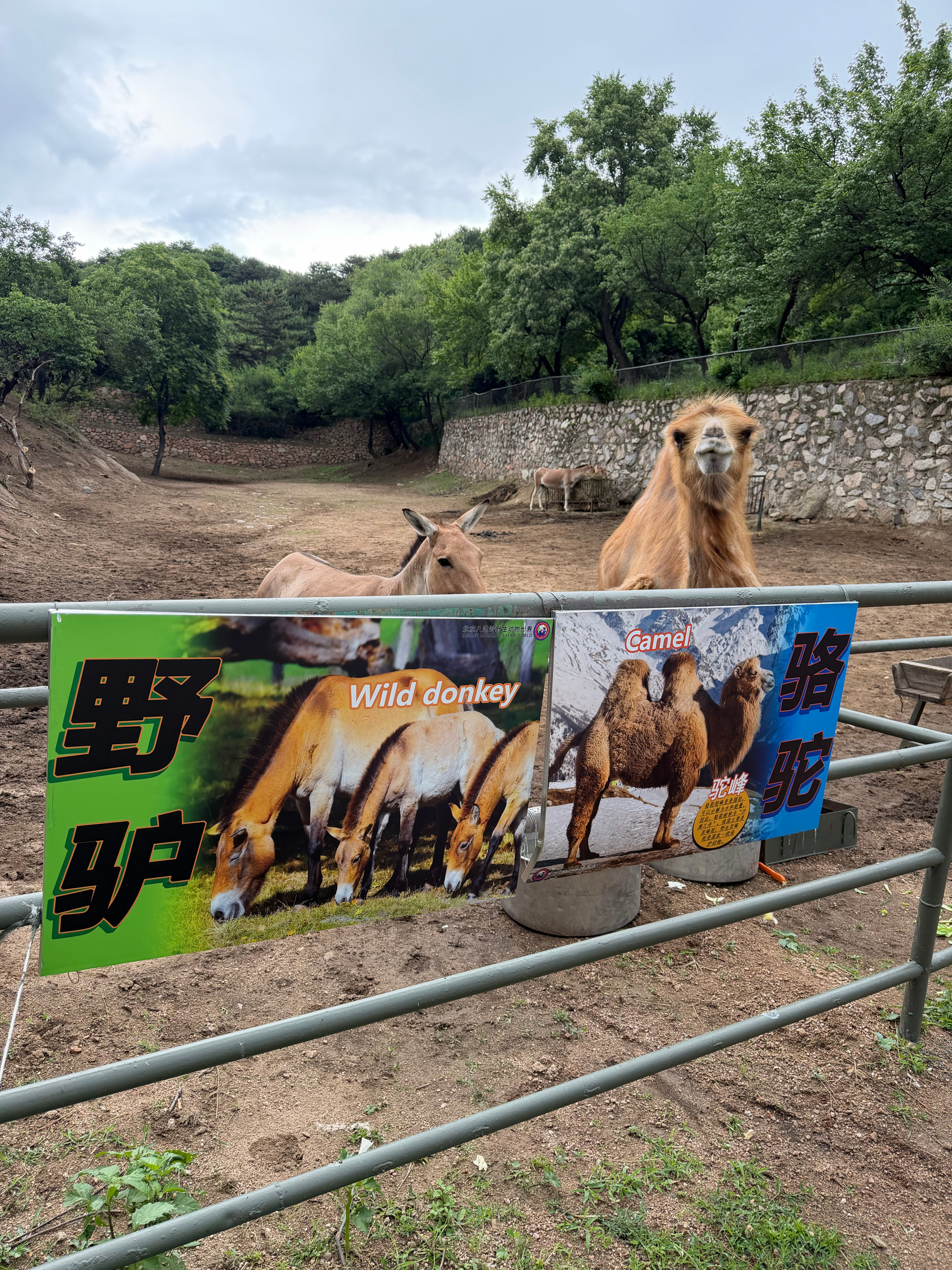 八达岭野生动物园之野驴和骆驼的爱情故事ps.这俩为什么要关在一起啊？北京·八达