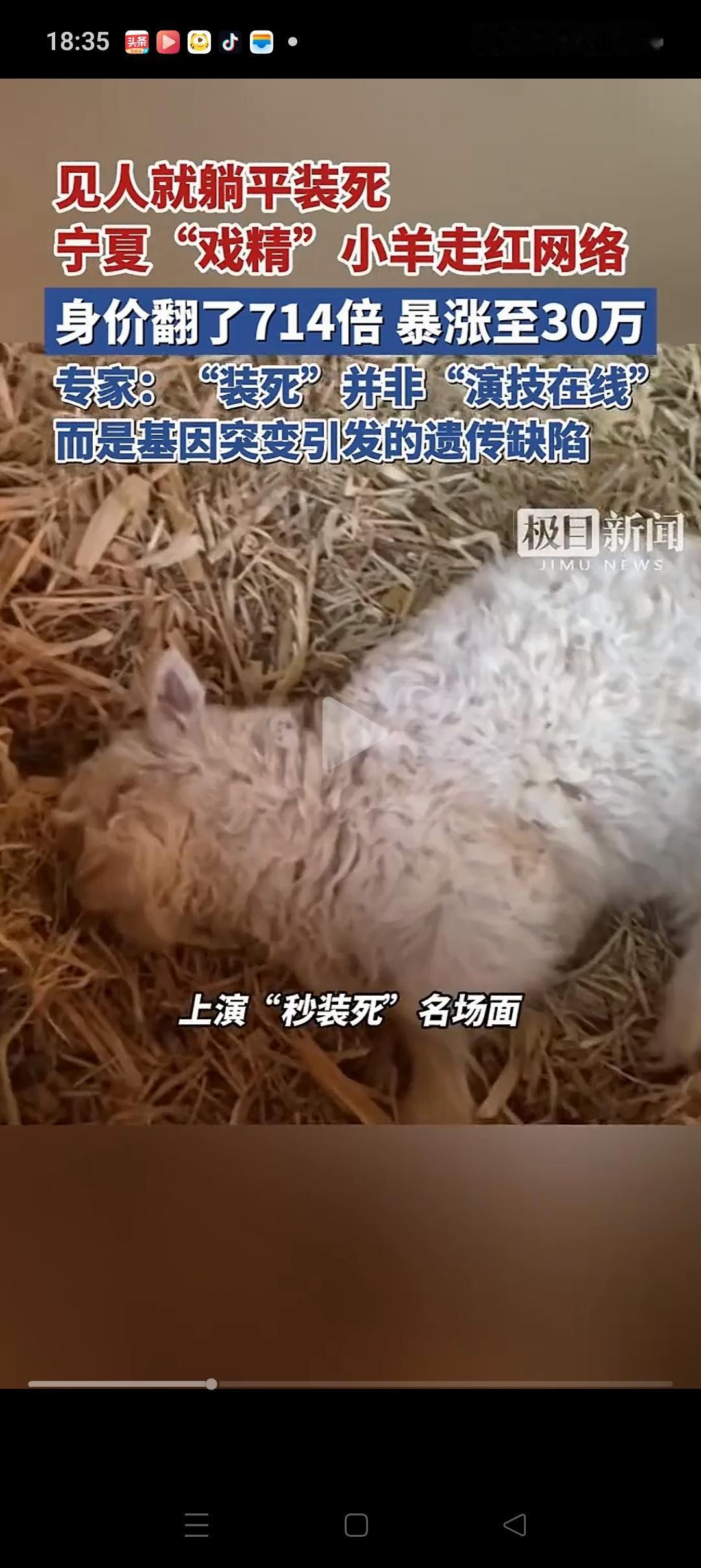 我有一种预感，装死的小羊主人最终会把它卖了！它的身价从420元，上涨到13万