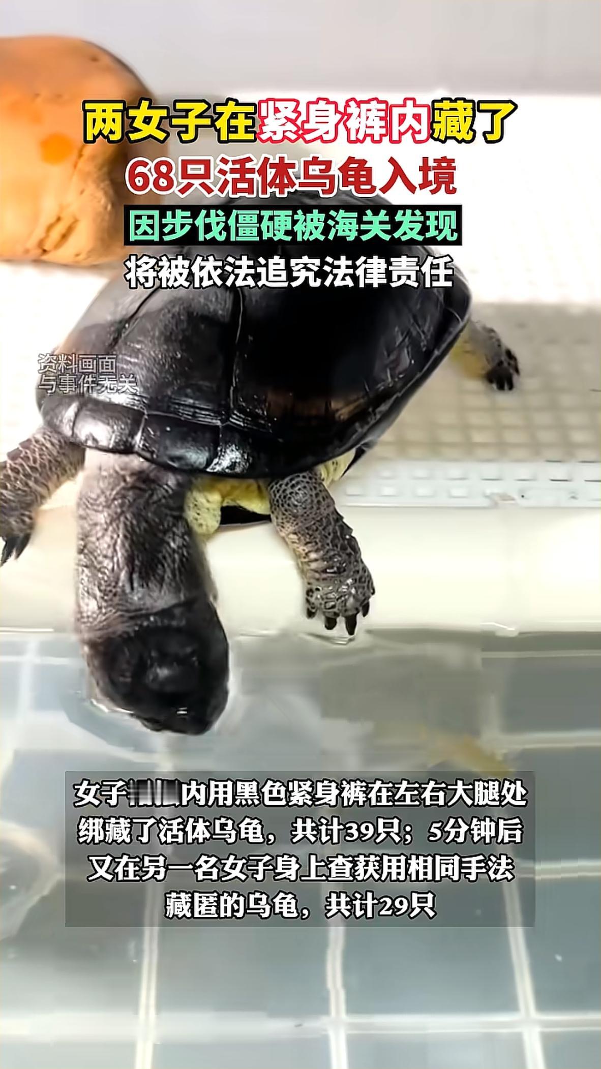 两女子在紧身裤内藏了68只活体乌龟入境真是胆大包天利欲熏心为了钱连基本