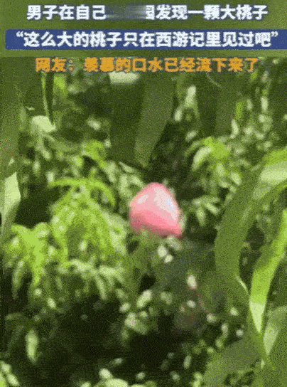 “彻底解释不清了！”山东，男子去果园摘桃子，不料，竟然发现了一颗大桃子，双手去抓