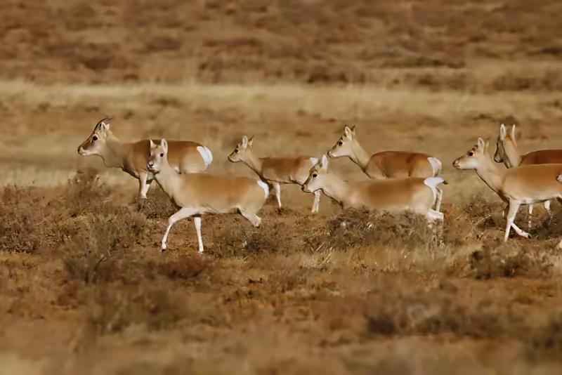 为何蒙古国黄羊要冒险入境中国几万只黄羊拼了命往中国跑，说白了就是为了活命。在
