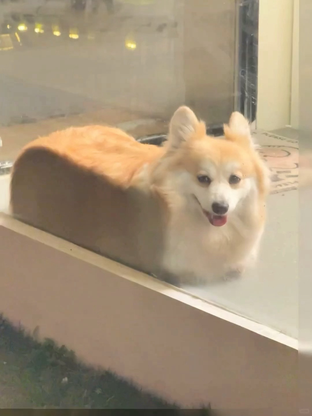 宝宝～你像个大吐司🍞​​​