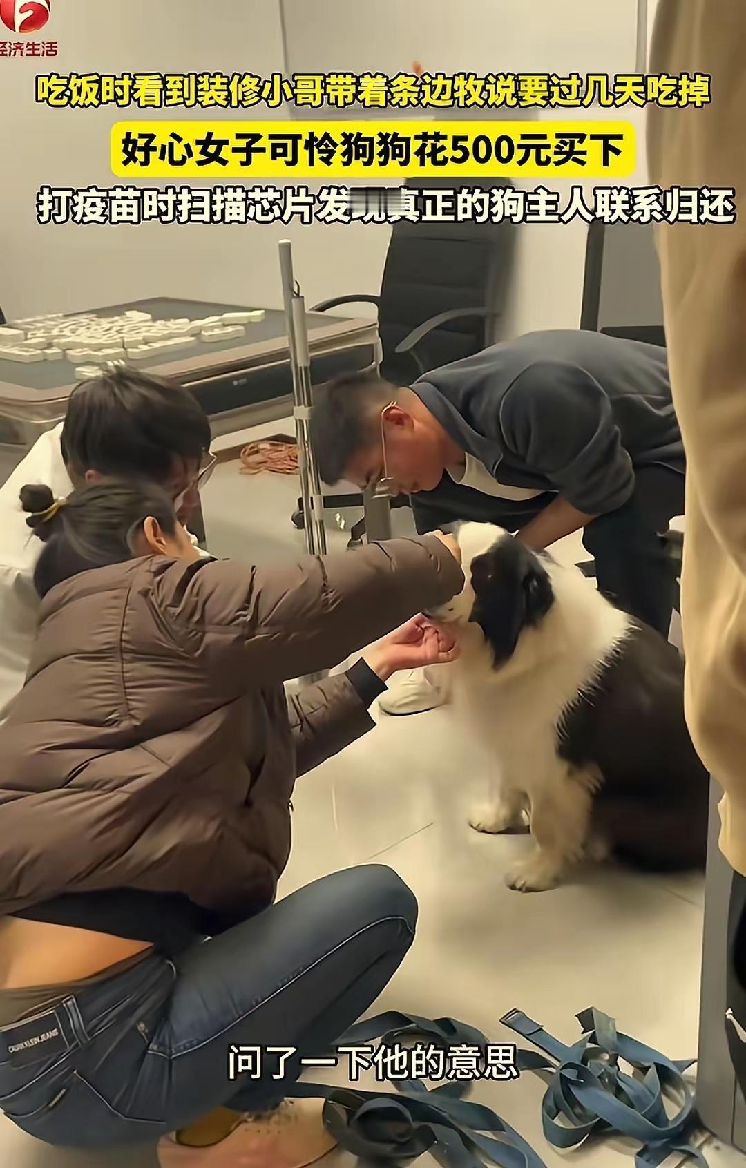 江苏苏州，一女子遇邻居装修，工人竟然把一条边牧拴在门口。女子好奇上前询问，工人却