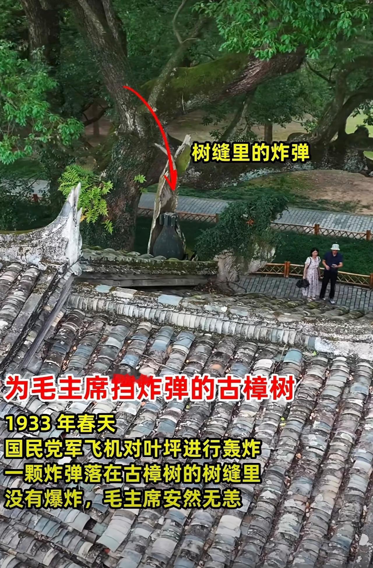为毛主席挡炸弹的古樟树