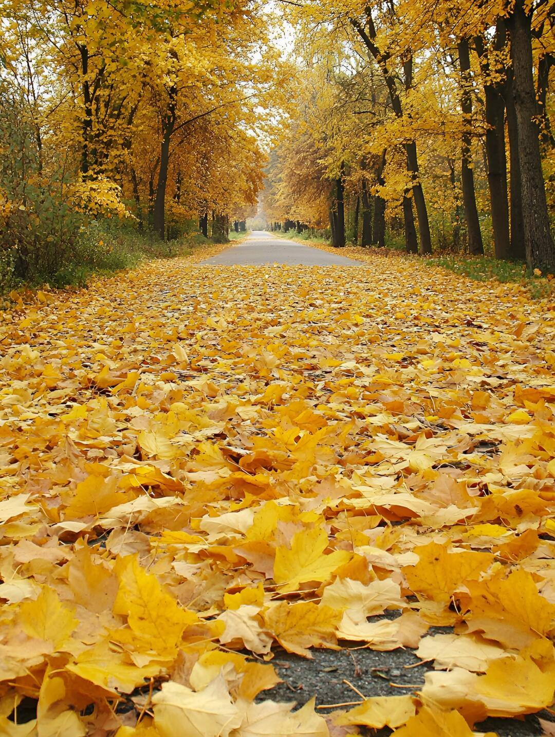 上联：秋风扫落叶；