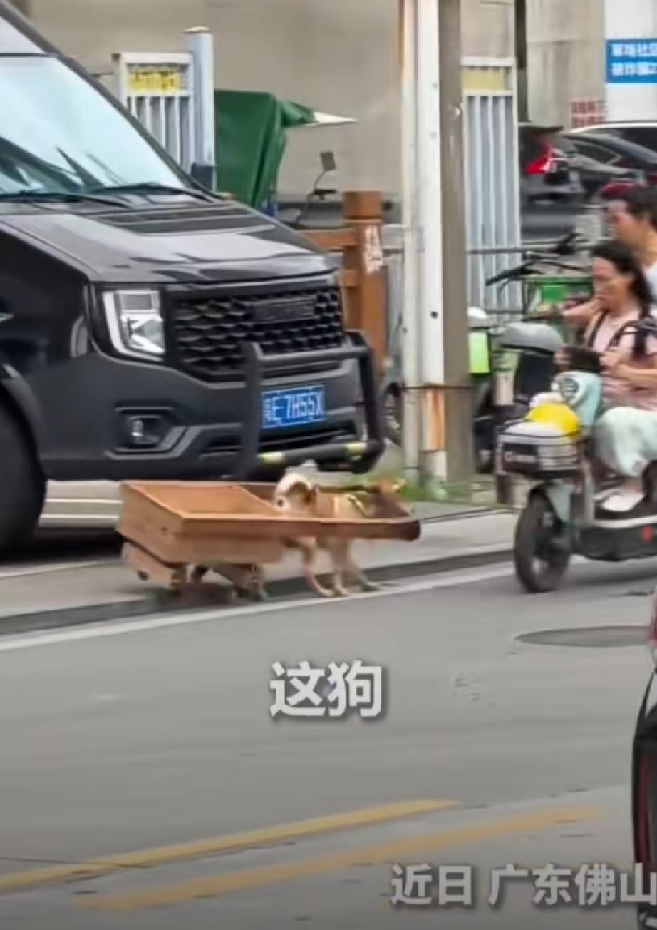 5月18日，广东佛山。一条聪明能干的小狗，独自拉着小车，从人行道上，往马路下来。