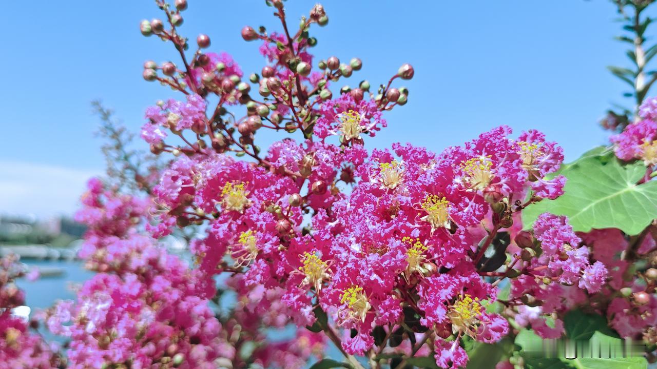花序：顶生圆锥花序，由数十朵小花组成一束挂在枝端。花瓣：通常有6枚，花瓣皱缩像