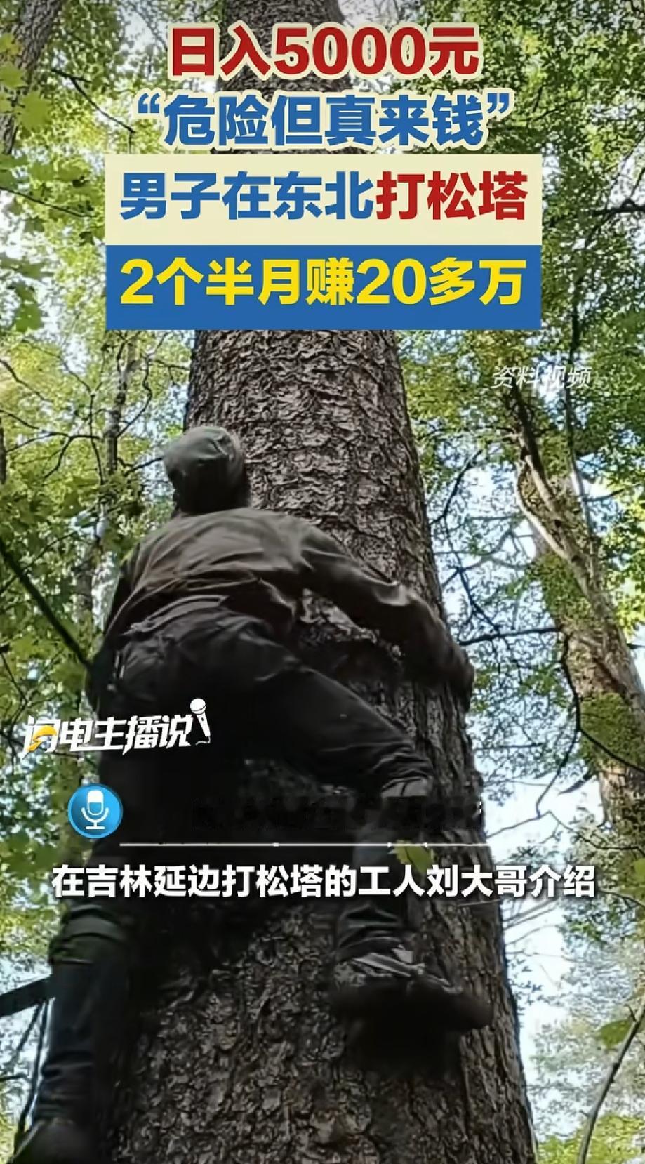 “太会赚钱了!”一位大哥在吉林打松塔，2个半月里挣了20多万，平均日入5000