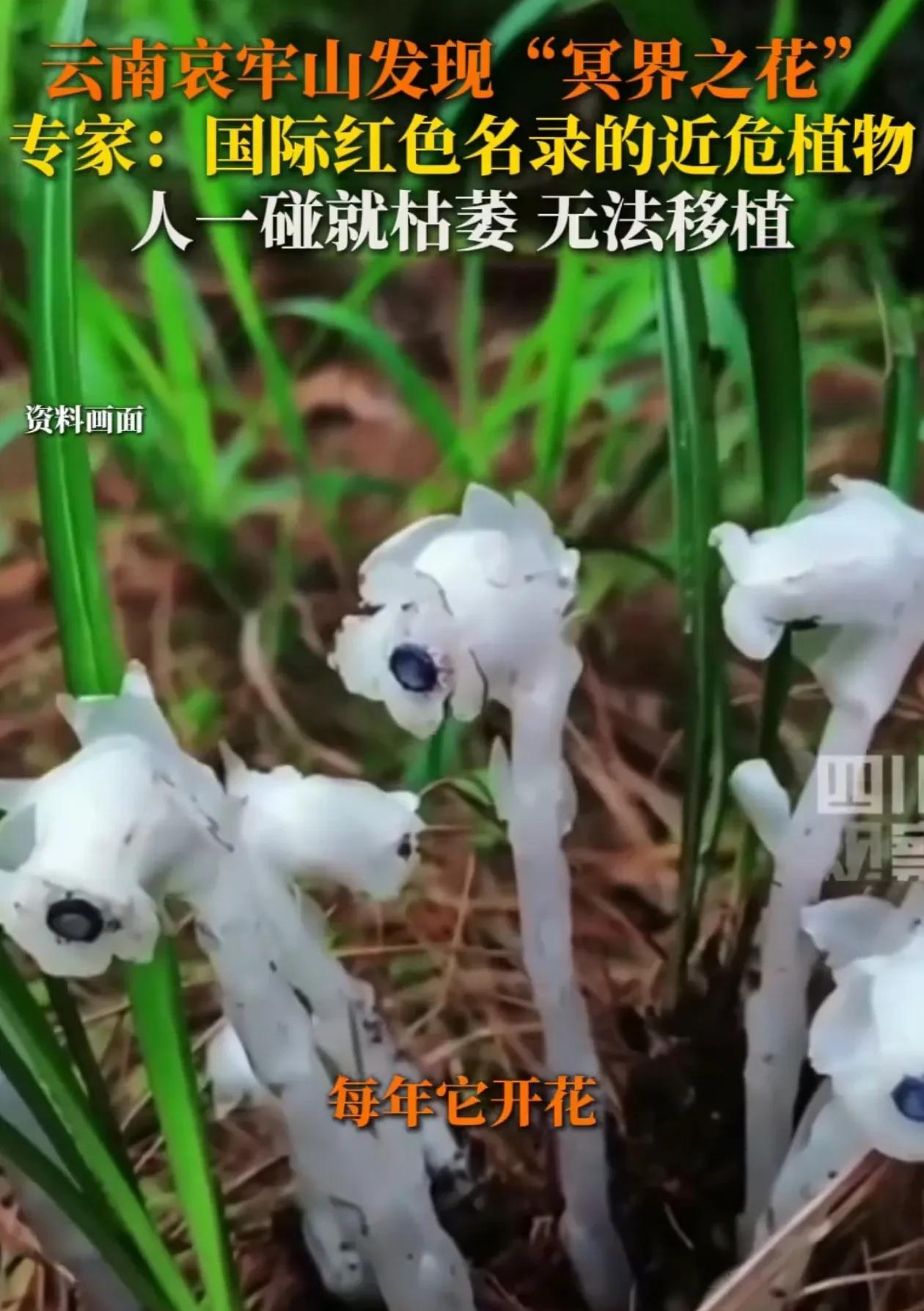 解释不清了！云南，昆虫学家老赵在哀牢山原始森林里溜达，一低头看见几株通体雪白的植