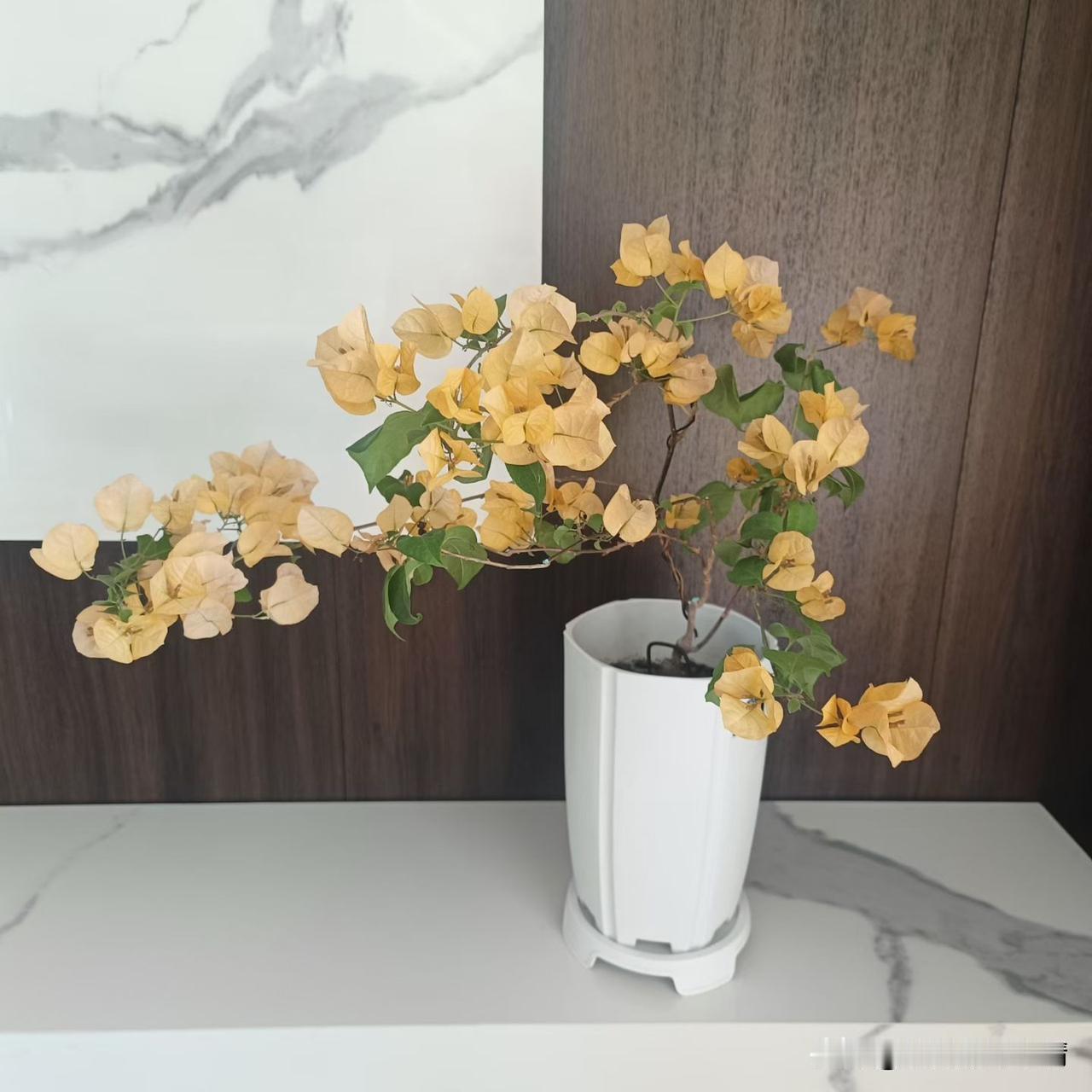 你看这棵黄色三角梅，看着像“金色光辉”品种，这花可太省心了！只要光照够，从春到秋