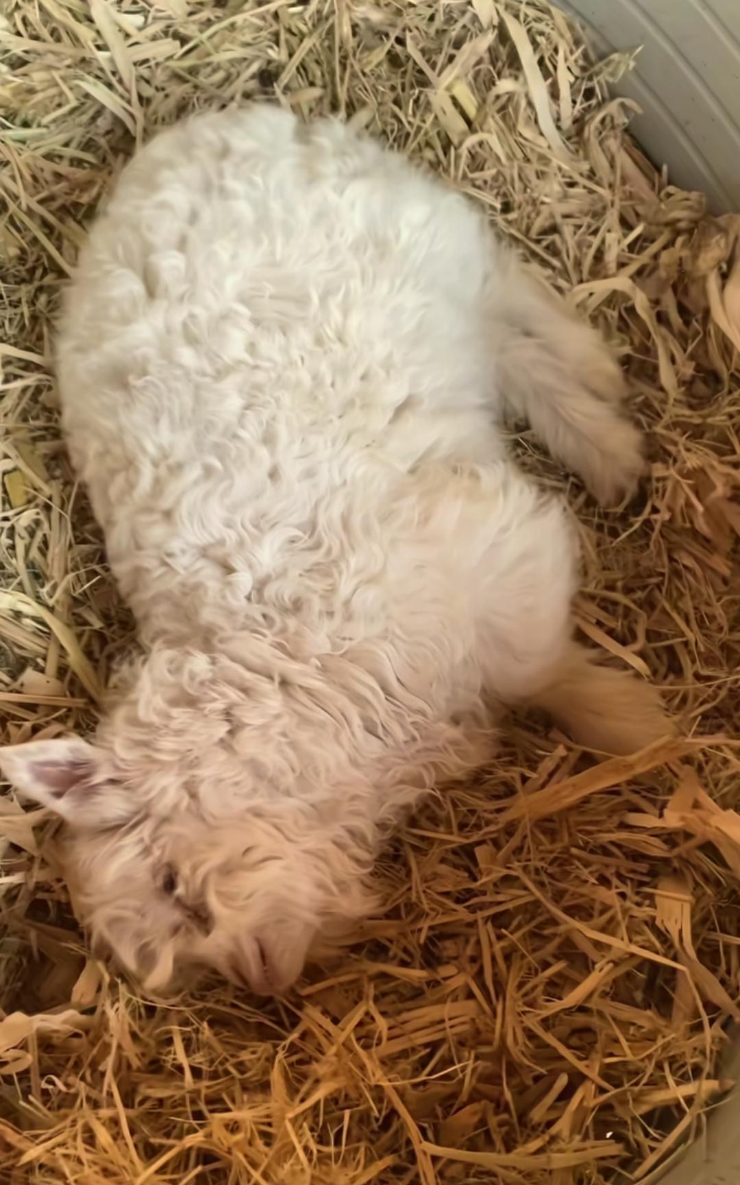 我知道宁夏滩羊名不虚传，今天却刷到一只宁夏“瘫羊”。宁夏有只小羊羔见到大人就瞬