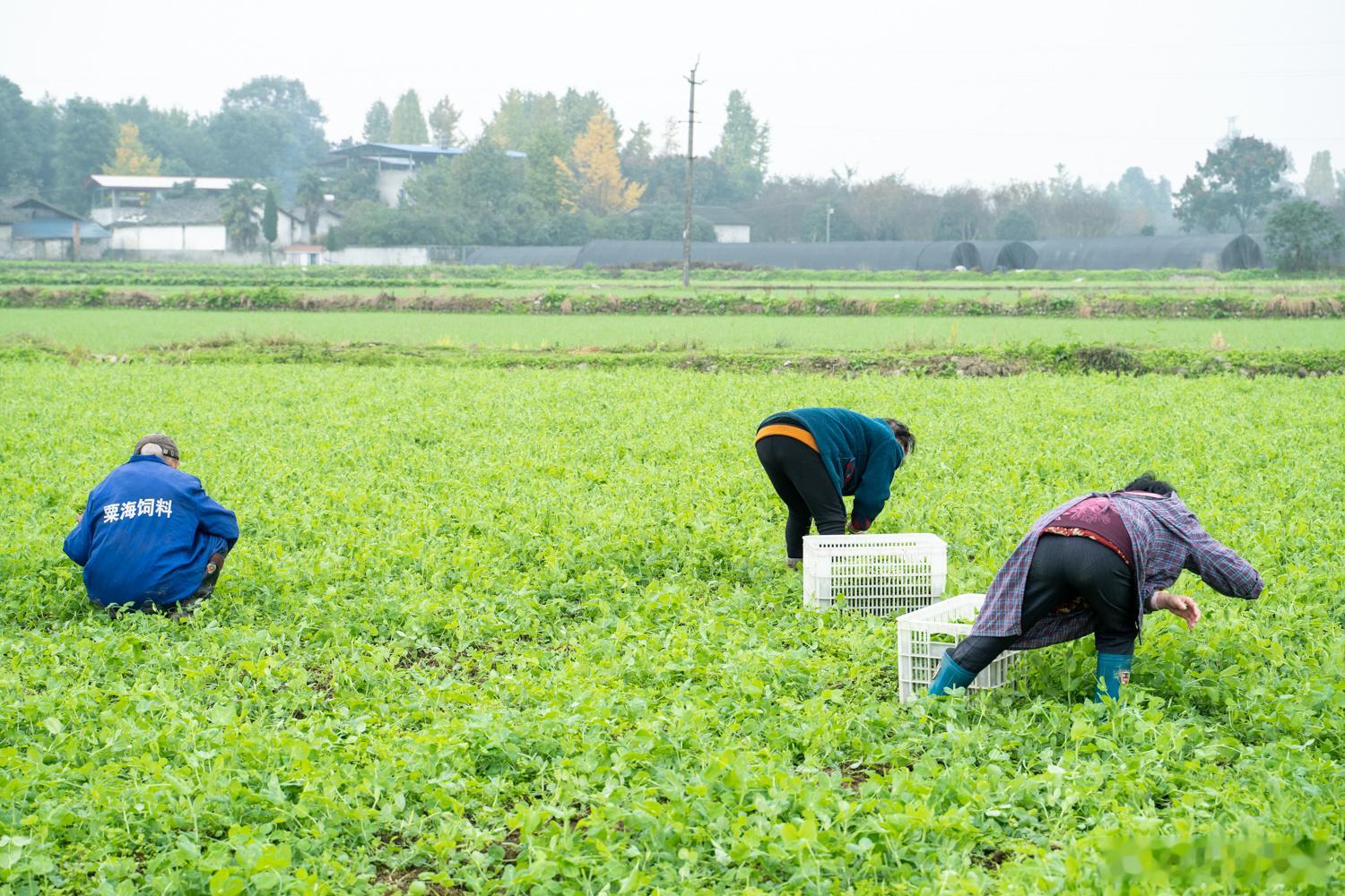 铁粉抽奖来啦~最近上新了不少很好吃的，蔬菜水果预制菜样样都有，选了几款大家比较感