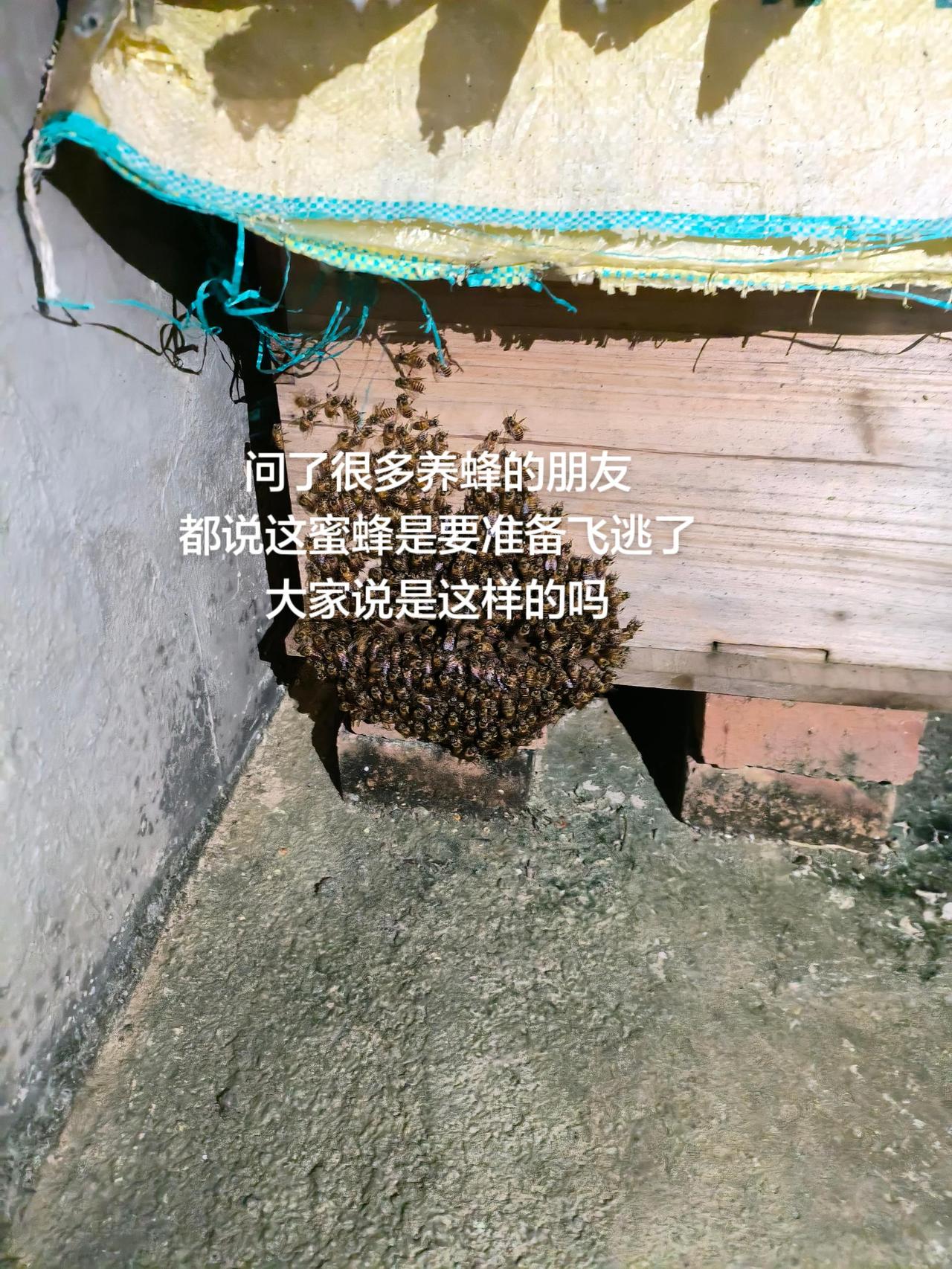 问了很多养蜂的朋友都说这蜜蜂是要准备飞逃了大家说是这样的吗蜜蜂养殖经验交流