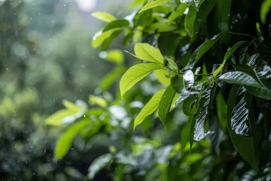 持续66天! 今年重庆秋雨期即将开启→