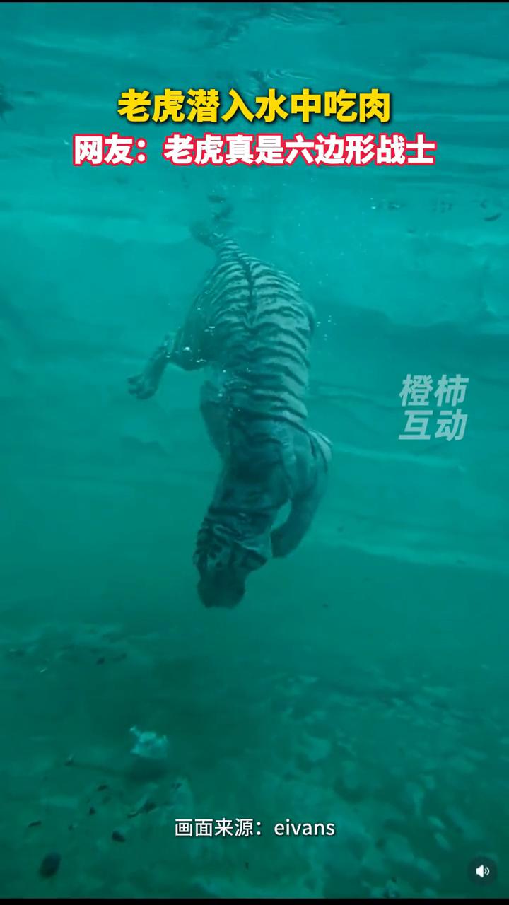 老虎潜水。橙柿互动。老虎潜入水中吃肉。网友：老虎真是六边形战士。近日，广东广