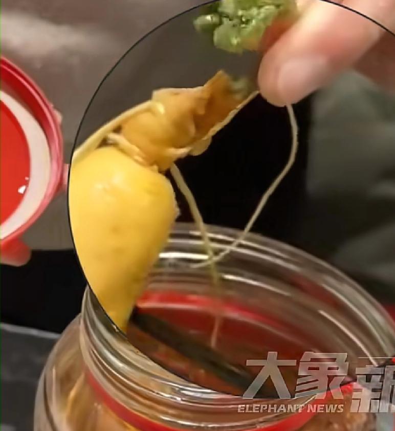 这个现象真的无法理解上海一位男子用50多度的白酒泡人参，大概泡了有三年的时间，