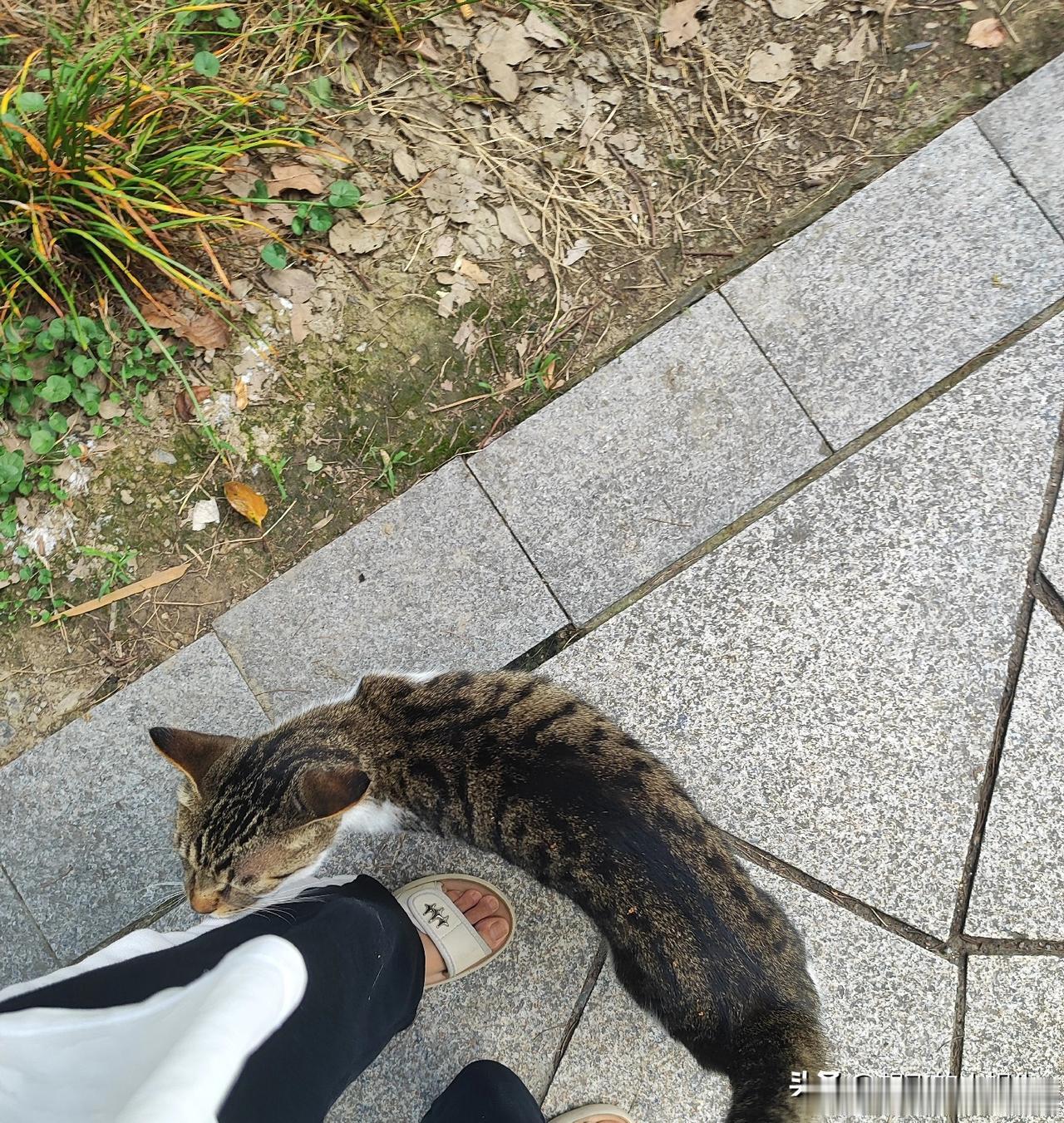 小区的流浪猫太多了，都不怕人的，晚上叫声太吓人了！但是平时遇到还挺乖巧的！过来蹭