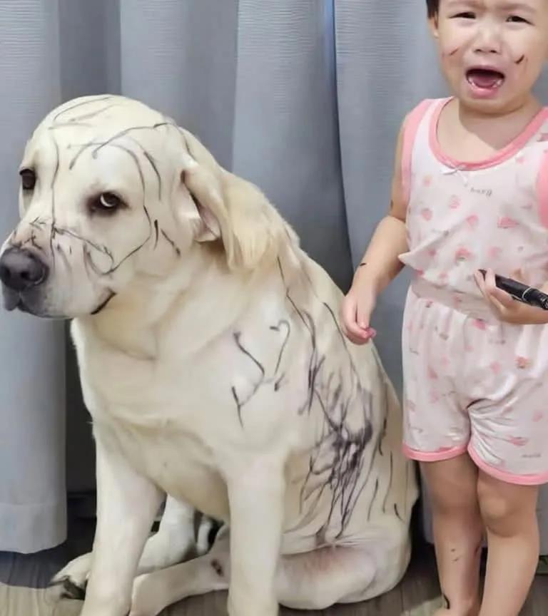 狗狗：我应该哭，不是你😭😭