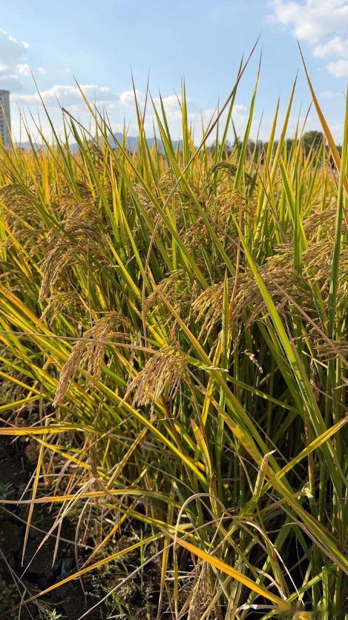 日本人因超市卖中国大米破防热搜上的这个话题相当无聊。日本人买中国大米怎么就破防了