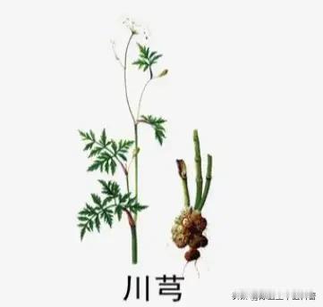 瘀血藏在哪，痛就在哪！3味中药精准化瘀，一身瘀堵轻松解大家好，我是陈大夫。