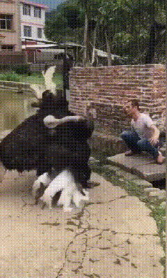 鸵鸟是真大个啊