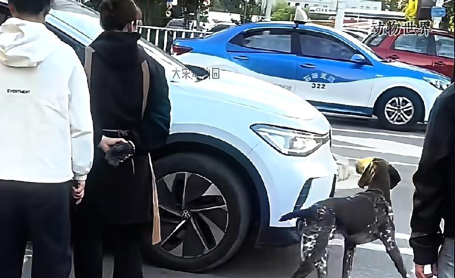 街头的车流中，一只狗狗只要看见同一款车型，就会不顾危险跑过去拦住，知道原因后，让