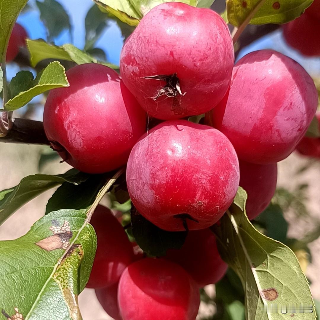 诱人的红苹果，自然成熟，美味可口！🍎😋