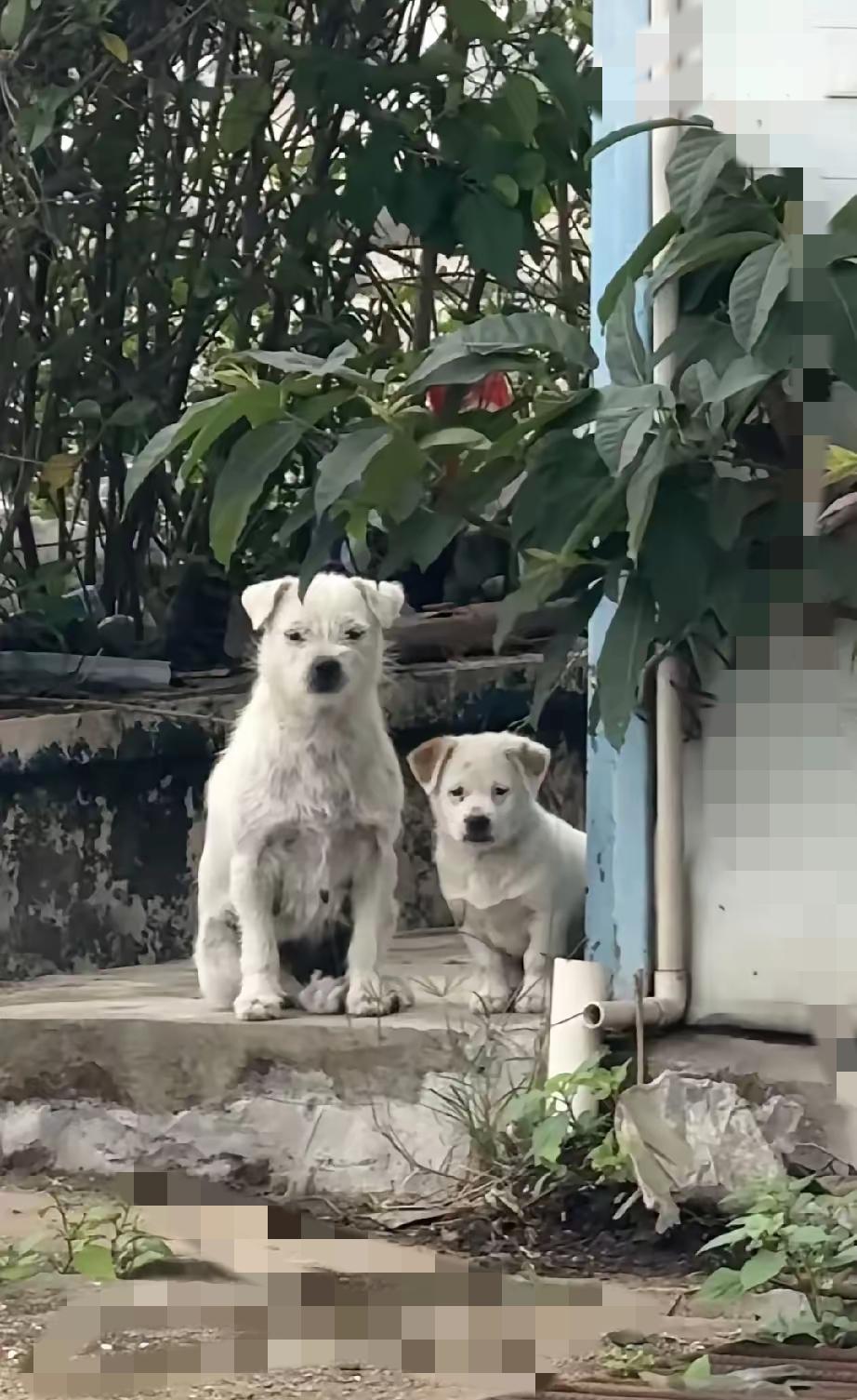千万别只想着救助幼崽就万事大吉，忽略了忍痛放手的流浪妈妈，才是最容易让人后悔的事