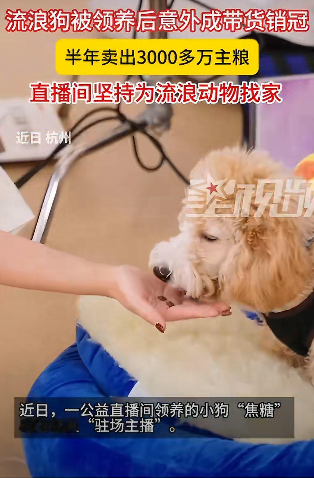 一条流浪狗半年卖了3000万主粮真旺财！可以给狗狗改名字啦！一只曾被领养的流浪狗