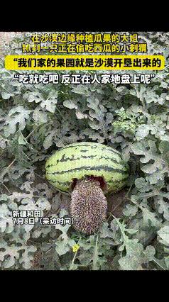 7月8日的新疆和田，烈日炙烤着瓜田，一位女子在自家地里撞见一幕“盗窃现场”：一只