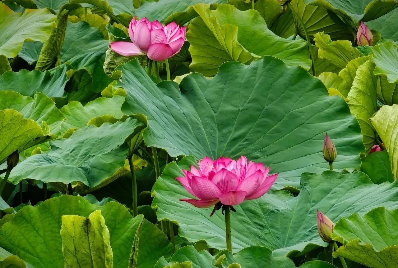 #洱源旅游##环洱海看荷花##云南的荷花#仲夏，故乡