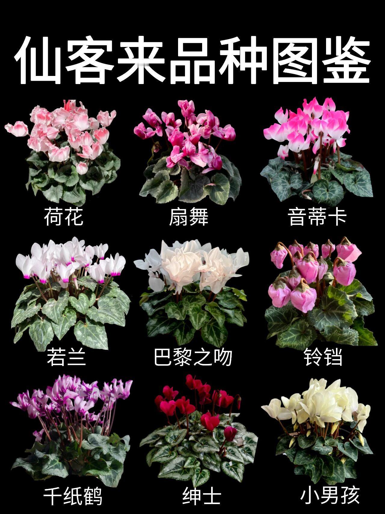 仙客来品种丰富，按花型可分为大花型、中花型、迷你型等。大花型如梦幻系列，花大色艳