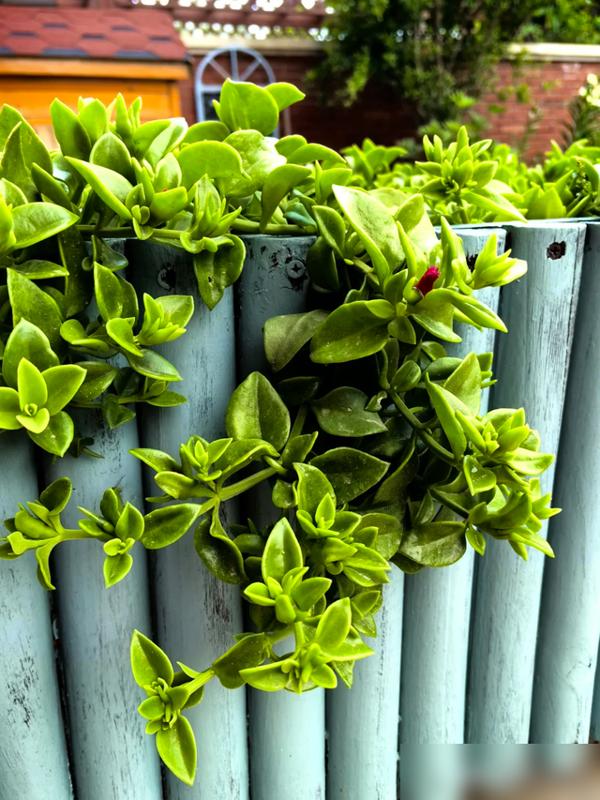 谁懂啊！天天忙到脚不沾地，想养盆花点缀家，结果要么浇死要么干黄，太闹心了！最