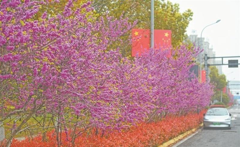 【紫荆盛开春意浓】目前，芜湖街头种植的紫荆进入盛花期。记者昨日在河清路看到，一片