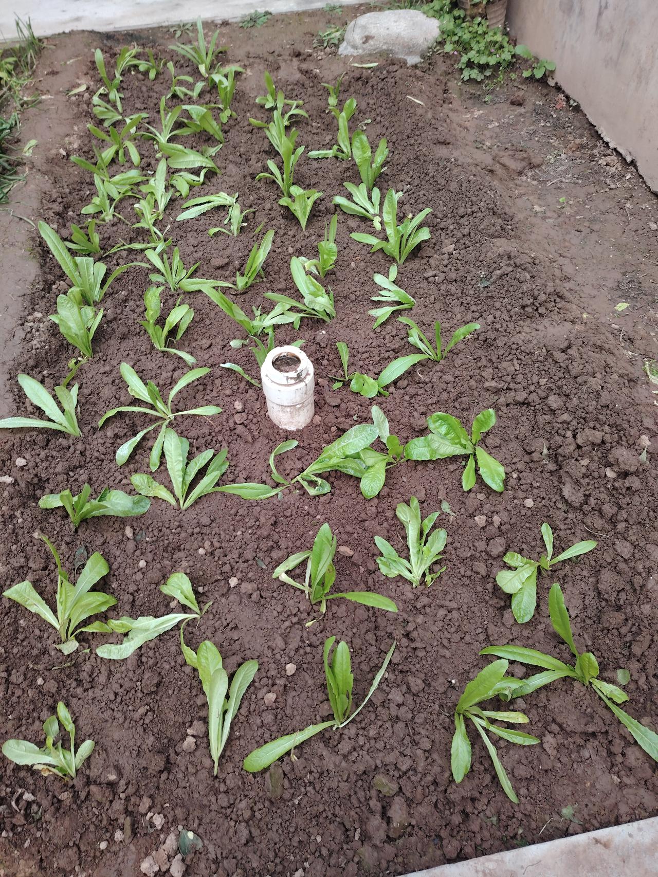 霜降已过，种什么菜都很难在冬季长出，我老婆就把我们以前种的孔雀菜移栽了一些。下图