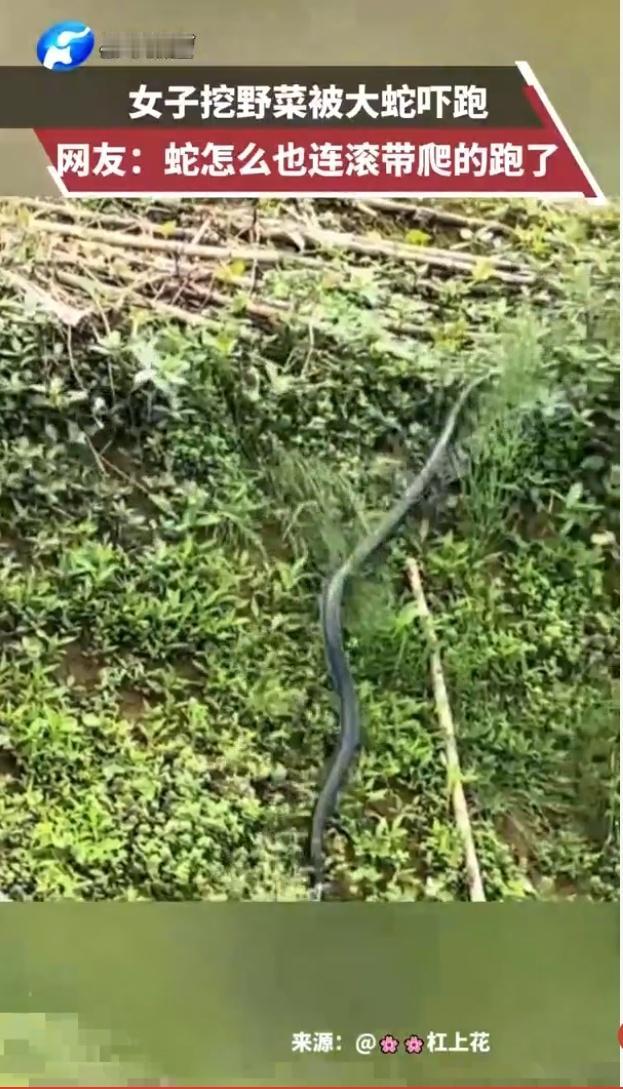 四川女子挖野菜惊魂记：人蛇荒野上演“双向奔赴”式惊吓，网友笑评“它逃她追它插翅难