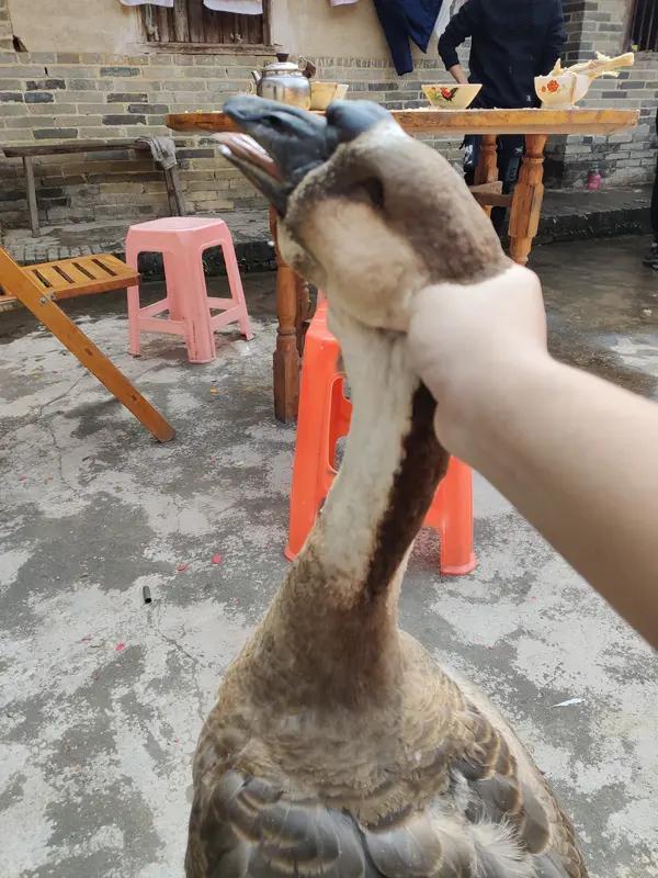 18斤大鹅被拖入河沟！主人抽干3米深老沟追凶，找到时全身是洞，真相更吓人家