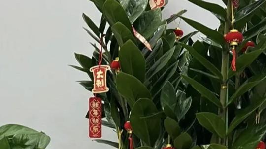 “最吉祥”的6种花, 放在客厅里, 长势壮颜值高, 个个都有好兆头!