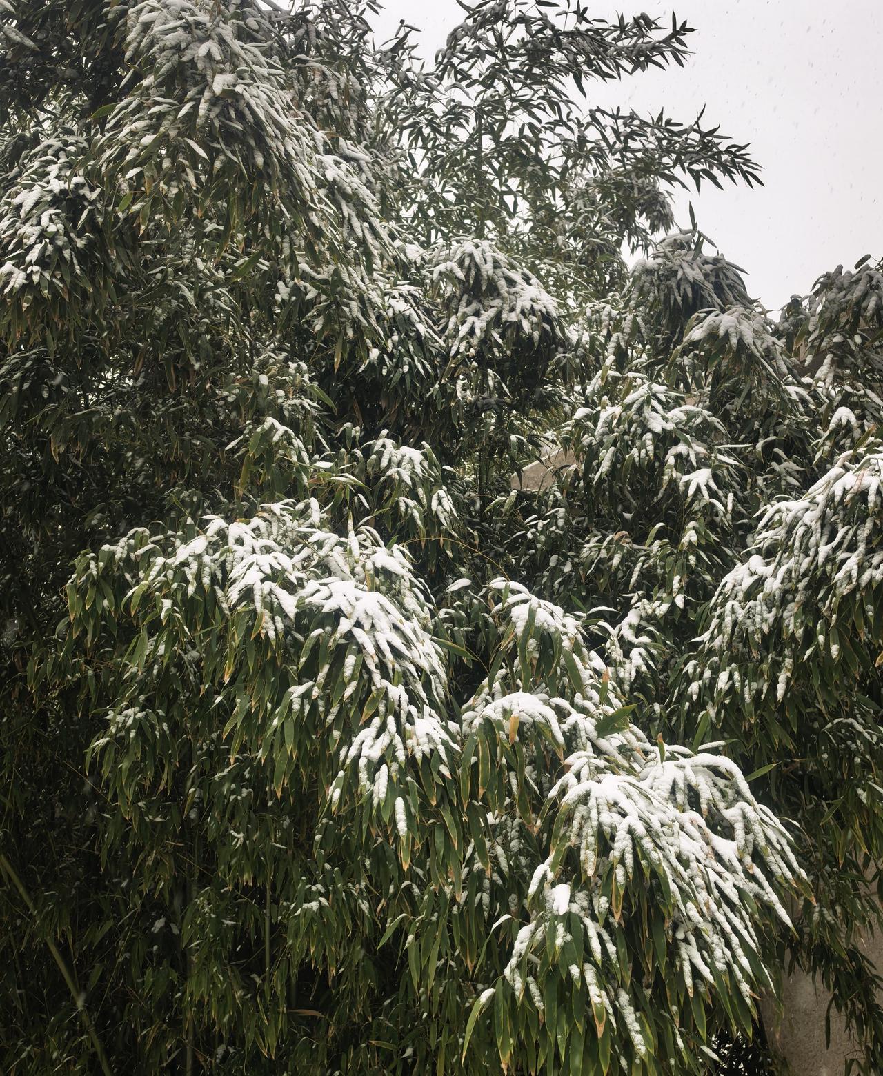 石家庄这场大雪“给力”，学校通知提前放学！这场降雪已经洋洋洒洒“续航”了一上午，