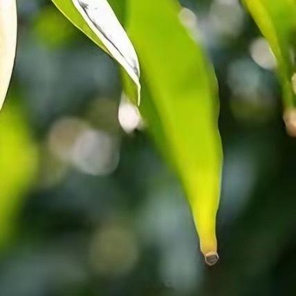 种植芒果的步骤方法如下：1.选地整地：芒果喜温暖、阳光充足的环境，应选土层深厚