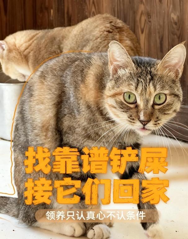 8只毛孩子待领养。领养从不是一时喜欢，是双向救赎的一生托付   见过太...