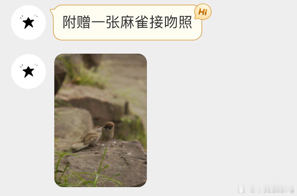 鸟粉投稿给宝宝喂食的【麻雀】​​​