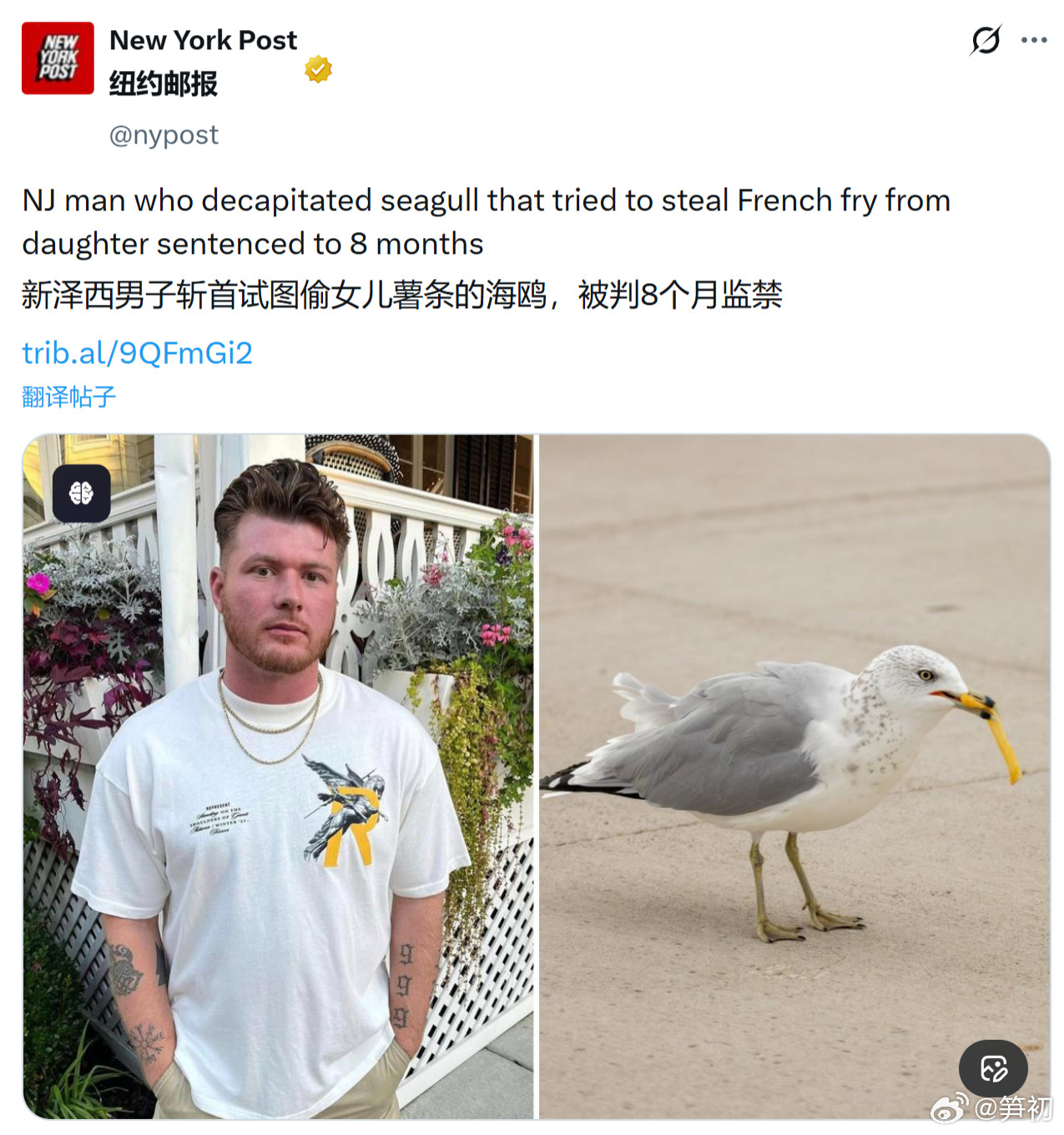 《纽约邮报》：美国新泽西州一名父亲因海鸥试图吃掉女儿的薯条而将其斩首，被判处八个