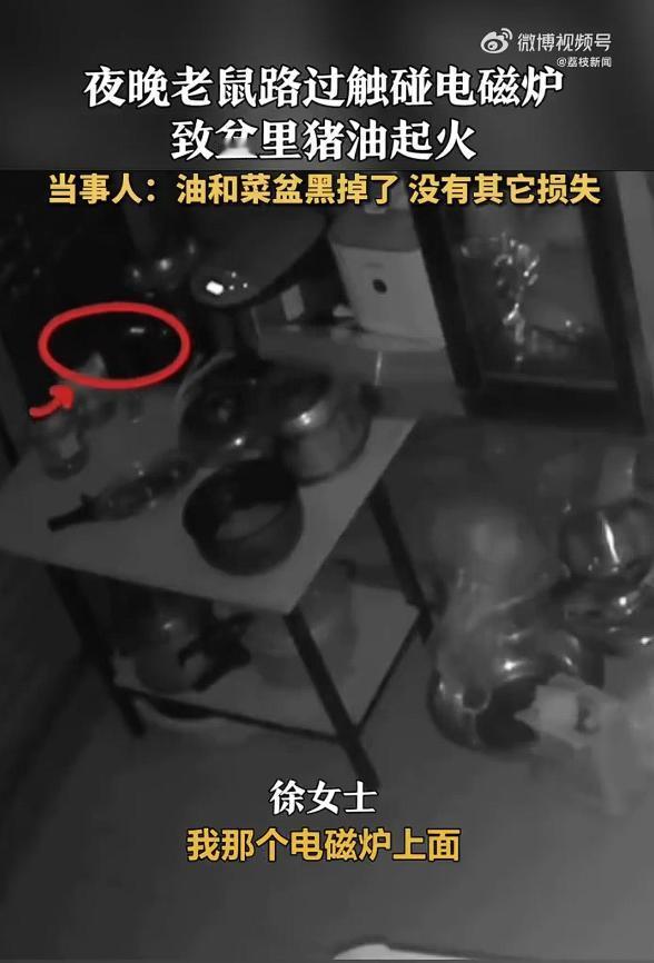 “防不胜防！”1月29日，福建泉州，一只老鼠偷溜进厨房吃东西，无意间碰到了电磁炉