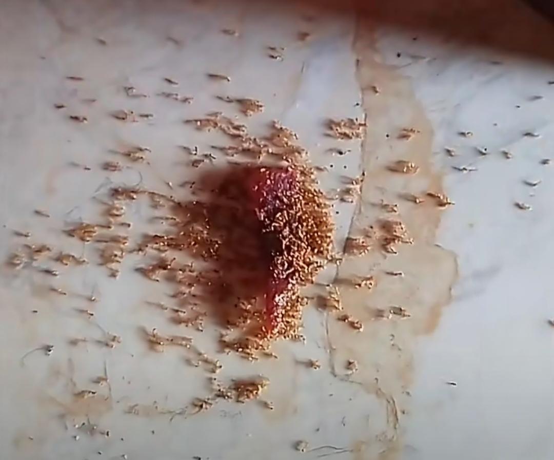 蚂蚁吃了孩子掉地上的零食后全死了！孩子吃的零食真要盯紧了，别乱吃。5月1