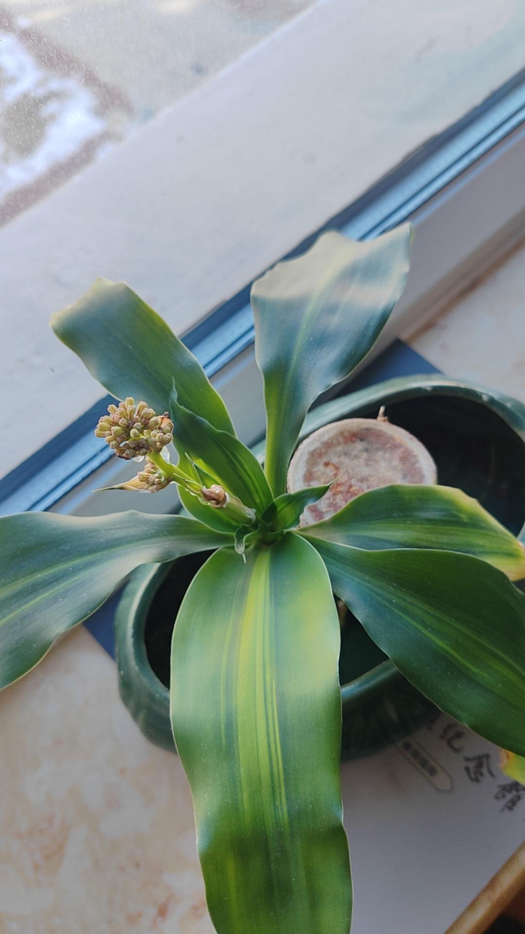 这个养了一年了，起始葱葱郁郁，后来不死不活，最近一个月看着长势见好，突然一周前出