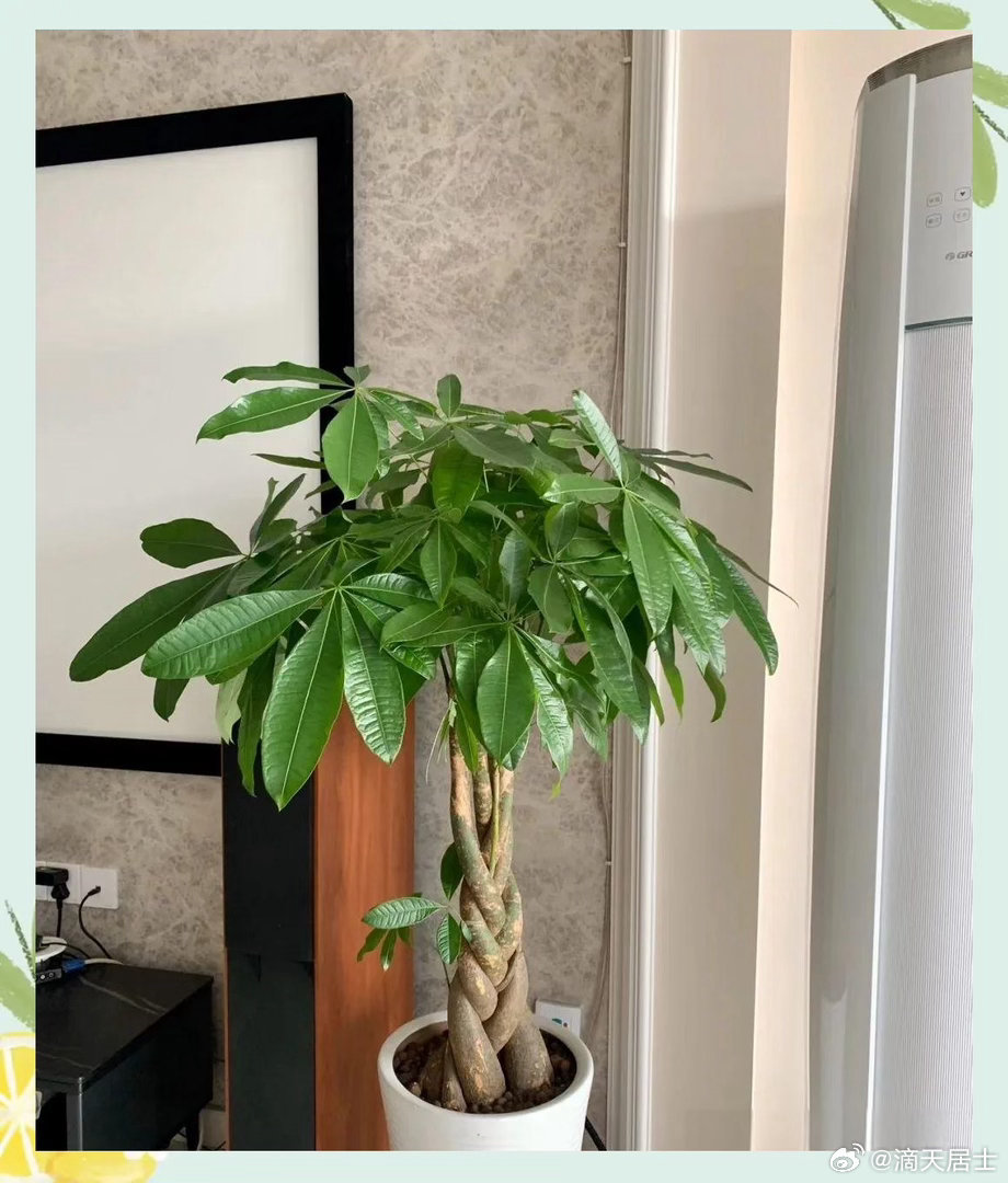 下周进入了夏至第二候，此时的气场依旧是火炎土燥，所以这段时间最关键还是要补水润燥