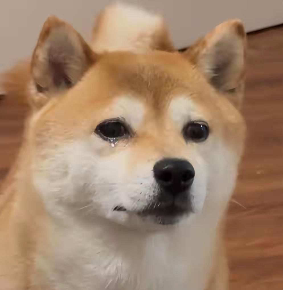 年后最崩溃的是我和我家狗狗！今天初八了，上班的都走了，留下一堆剩菜，长毛的花