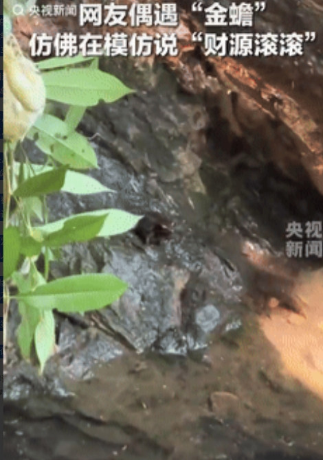 意外的惊喜！”山东一女子游玩途中碰到了趴在石块上的“金蟾”，女子朝着它大喊财源滚